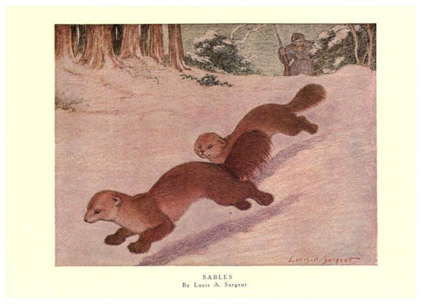 Reproducción/Reproduction 6505646823: The wild beasts of the world. v.1. London :T. C. & E. C. Jack,[1909?] 