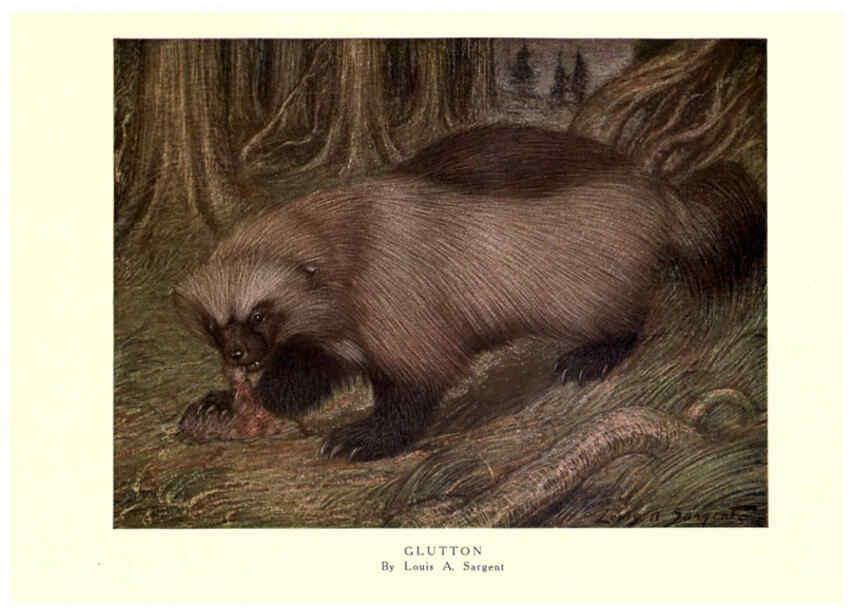 Reproducción/Reproduction 6505647399: The wild beasts of the world. v.1. London :T. C. & E. C. Jack,[1909?] 
