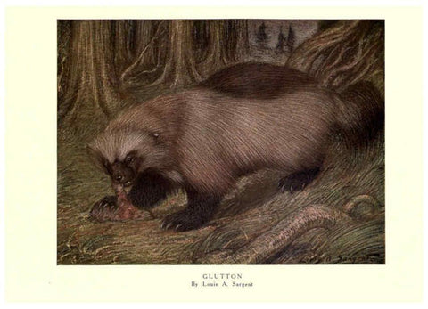 Reproducción/Reproduction 6505647399: The wild beasts of the world. v.1. London :T. C. & E. C. Jack,[1909?] 