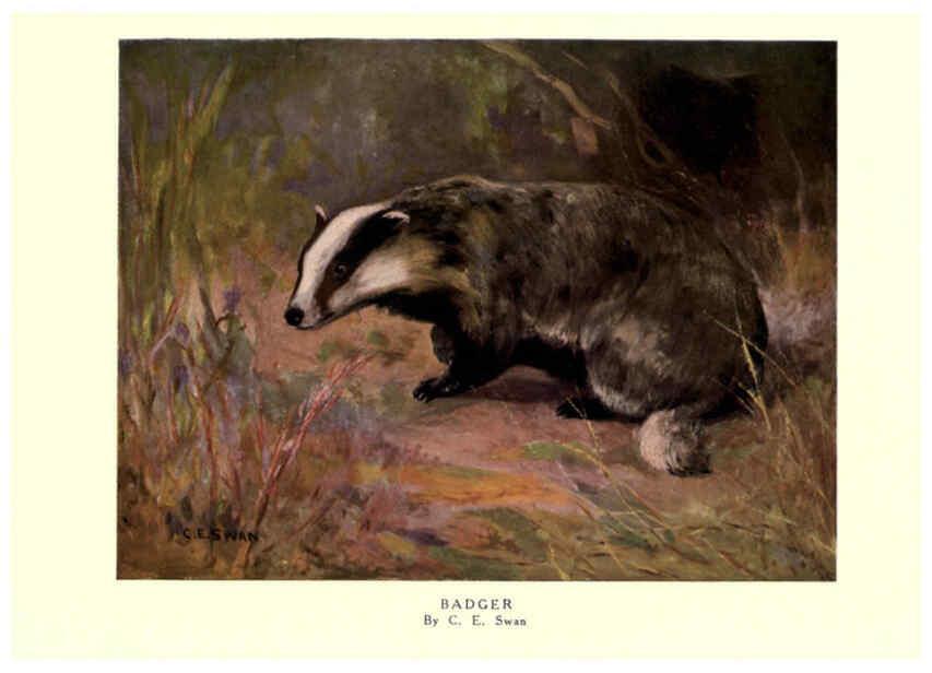 Reproducción/Reproduction 6505647963: The wild beasts of the world. v.1. London :T. C. & E. C. Jack,[1909?] 
