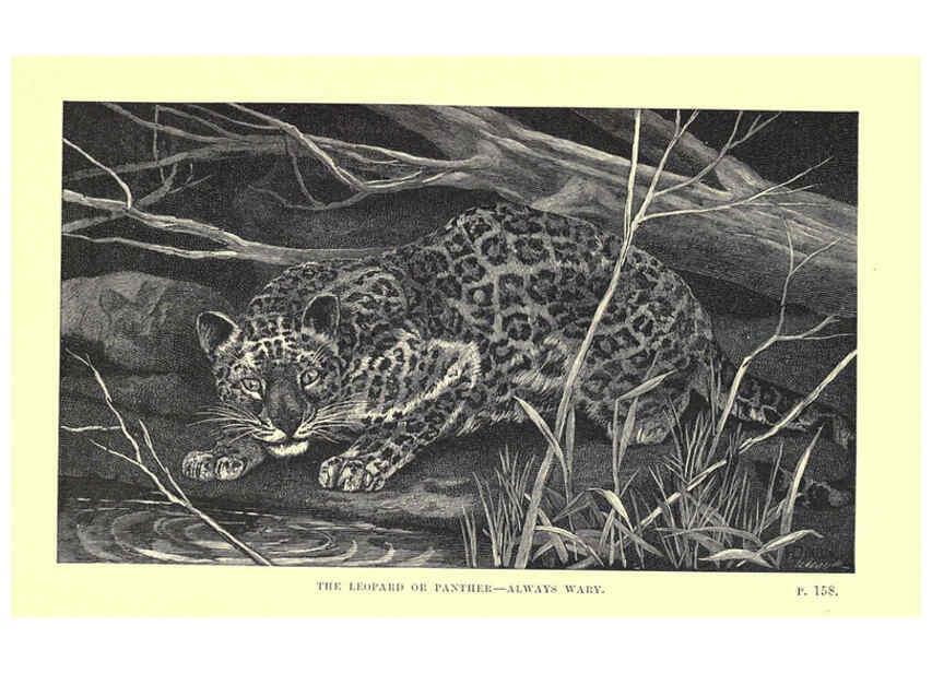 Reproducción/Reproduction 6505683681: Wild beasts and their ways London,Macmillan and co.,1890