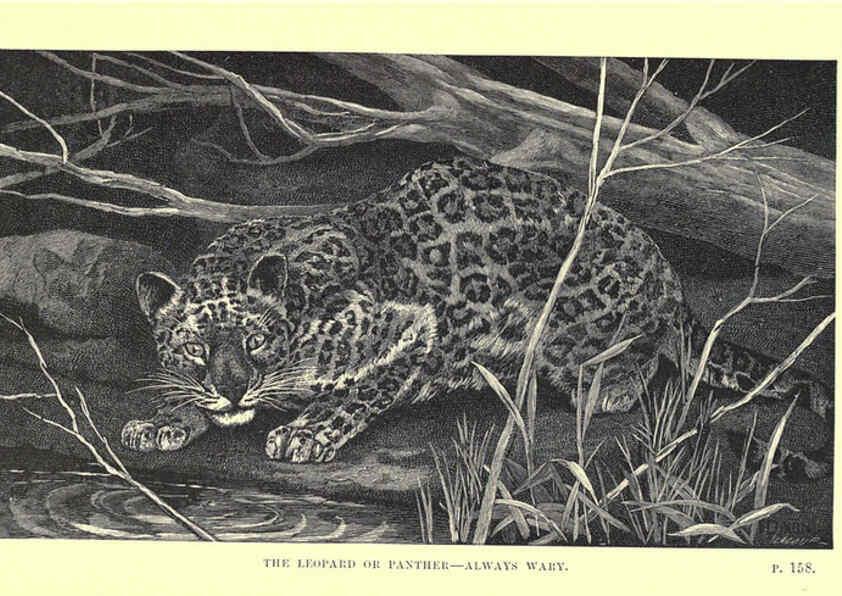 Reproducción/Reproduction 6505683681: Wild beasts and their ways London,Macmillan and co.,1890