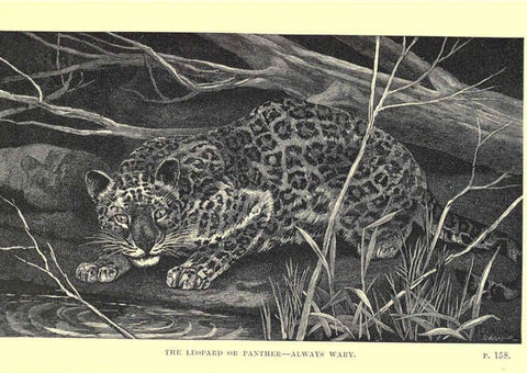 Reproducción/Reproduction 6505683681: Wild beasts and their ways London,Macmillan and co.,1890