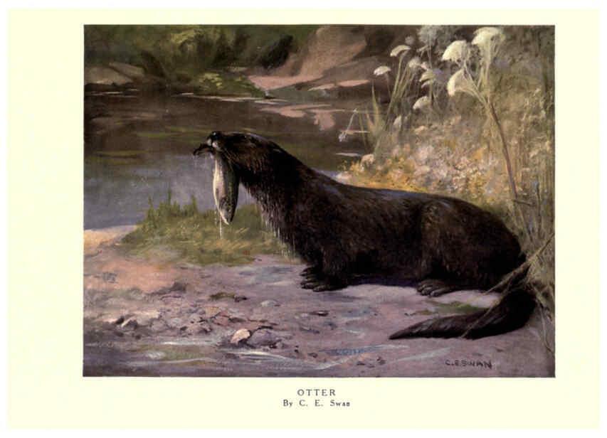 Reproducción/Reproduction 6505648997: The wild beasts of the world. v.1. London :T. C. & E. C. Jack,[1909?] 