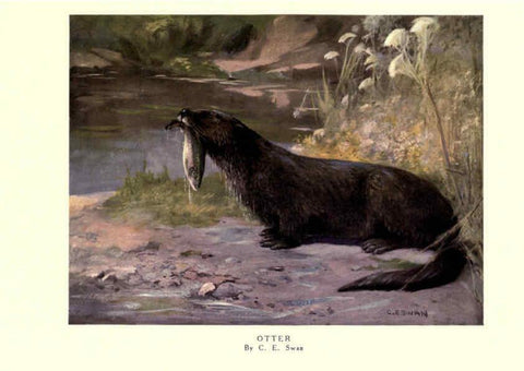 Reproducción/Reproduction 6505648997: The wild beasts of the world. v.1. London :T. C. & E. C. Jack,[1909?] 