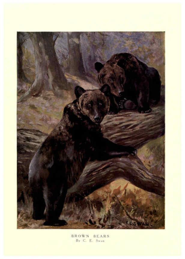 Reproducción/Reproduction 6505650871: The wild beasts of the world. v.1. London :T. C. & E. C. Jack,[1909?] 