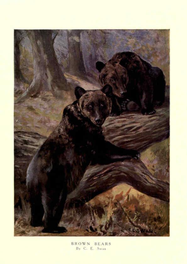 Reproducción/Reproduction 6505650871: The wild beasts of the world. v.1. London :T. C. & E. C. Jack,[1909?] 