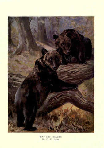 Reproducción/Reproduction 6505650871: The wild beasts of the world. v.1. London :T. C. & E. C. Jack,[1909?] 