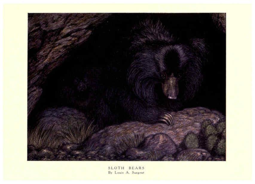 Reproducción/Reproduction 6505651473: The wild beasts of the world. v.1. London :T. C. & E. C. Jack,[1909?] 