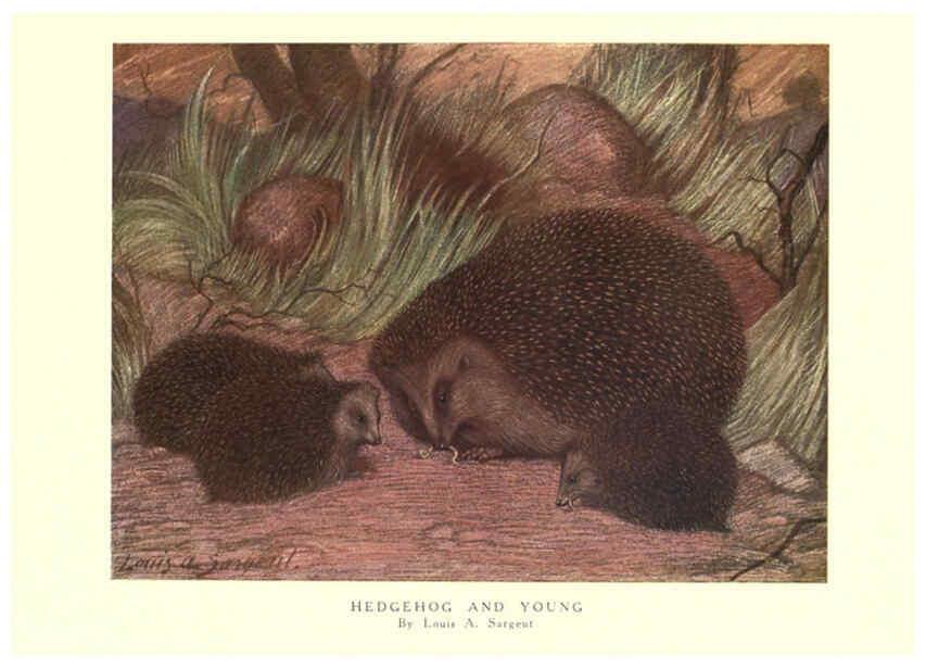 Reproducción/Reproduction 6505653727: The wild beasts of the world. v.1. London :T. C. & E. C. Jack,[1909?] 
