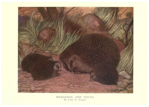 Reproducción/Reproduction 6505653727: The wild beasts of the world. v.1. London :T. C. & E. C. Jack,[1909?] 
