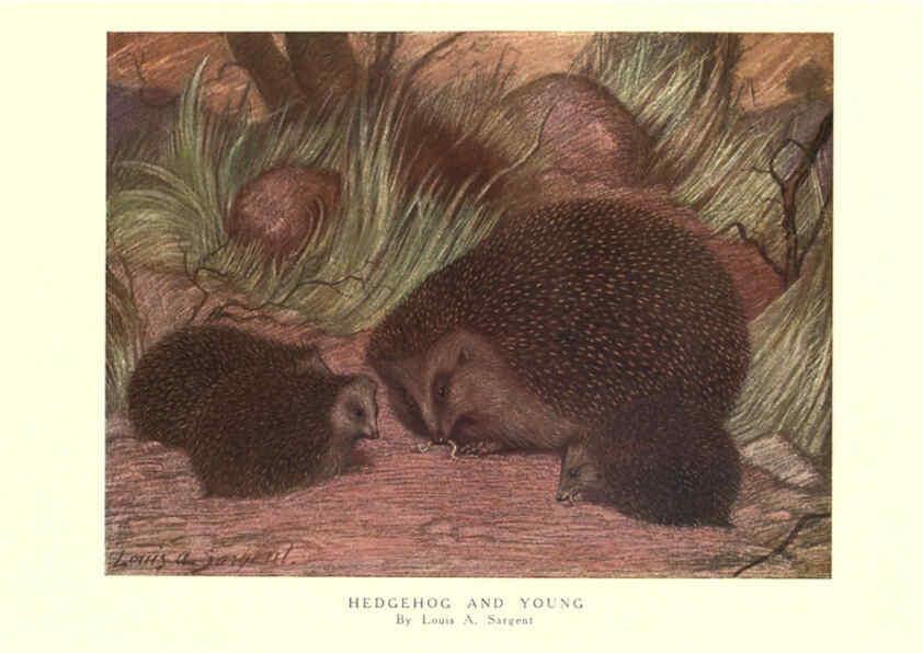 Reproducción/Reproduction 6505653727: The wild beasts of the world. v.1. London :T. C. & E. C. Jack,[1909?] 