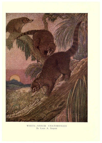 Reproducción/Reproduction 6505649669: The wild beasts of the world. v.1. London :T. C. & E. C. Jack,[1909?] 