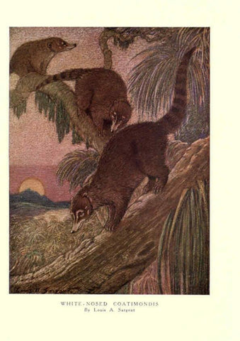 Reproducción/Reproduction 6505649669: The wild beasts of the world. v.1. London :T. C. & E. C. Jack,[1909?] 