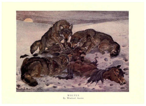 Reproducción/Reproduction 6505644933: The wild beasts of the world. v.1. London :T. C. & E. C. Jack,[1909?] 