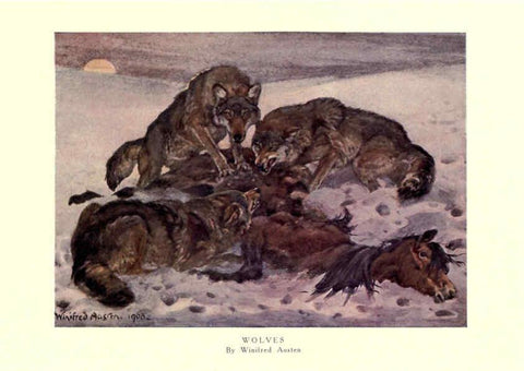 Reproducción/Reproduction 6505644933: The wild beasts of the world. v.1. London :T. C. & E. C. Jack,[1909?] 