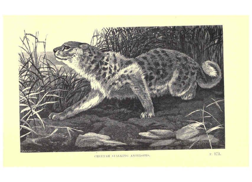Reproducción/Reproduction 6505684221: Wild beasts and their ways London,Macmillan and co.,1890