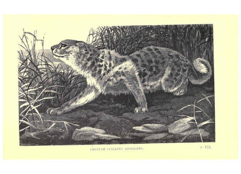 Reproducción/Reproduction 6505684221: Wild beasts and their ways London,Macmillan and co.,1890