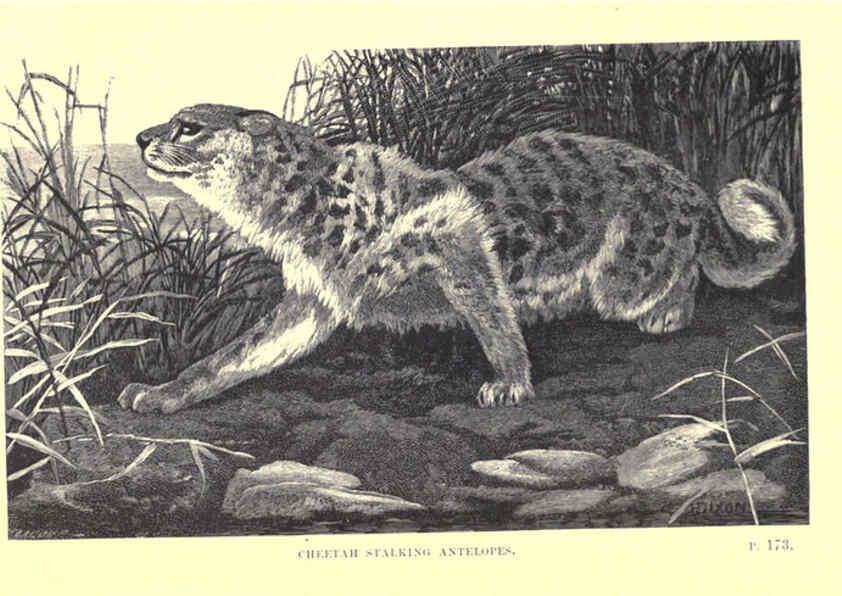 Reproducción/Reproduction 6505684221: Wild beasts and their ways London,Macmillan and co.,1890