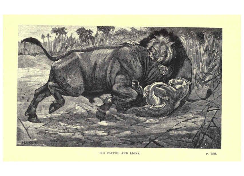 Reproducción/Reproduction 6505684989: Wild beasts and their ways London,Macmillan and co.,1890