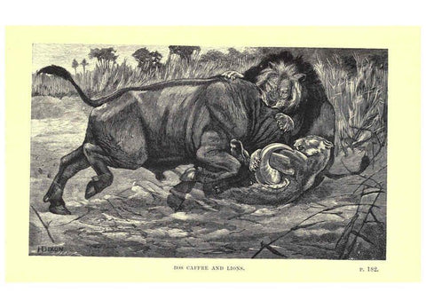 Reproducción/Reproduction 6505684989: Wild beasts and their ways London,Macmillan and co.,1890
