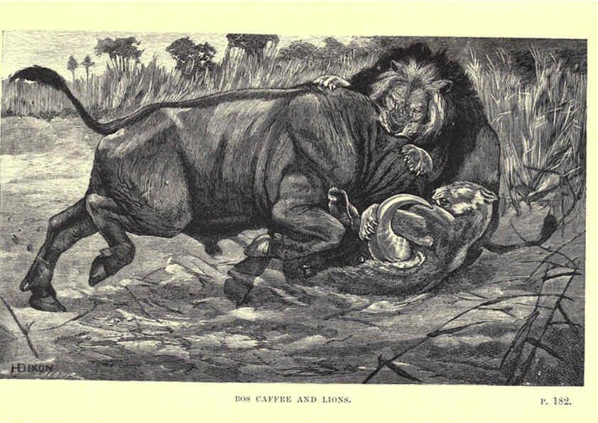 Reproducción/Reproduction 6505684989: Wild beasts and their ways London,Macmillan and co.,1890