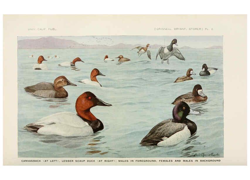 Reproducción/Reproduction 6714571673: The game birds of California Berkeley,University of California Press,1918