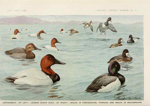 Reproducción/Reproduction 6714571673: The game birds of California Berkeley,University of California Press,1918