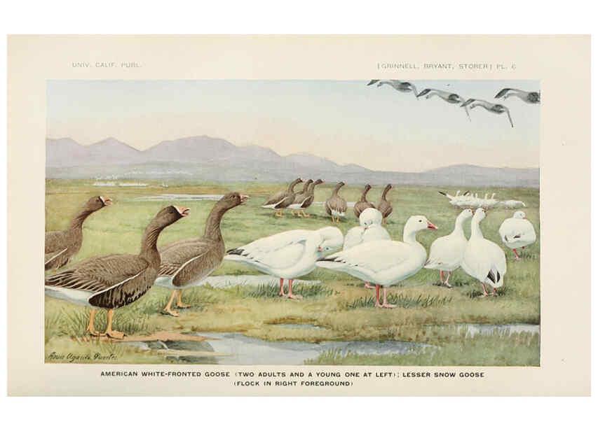 Reproducción/Reproduction 6714572095: The game birds of California Berkeley,University of California Press,1918