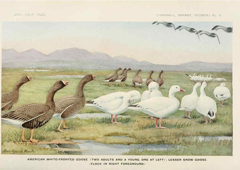 Reproducción/Reproduction 6714572095: The game birds of California Berkeley,University of California Press,1918