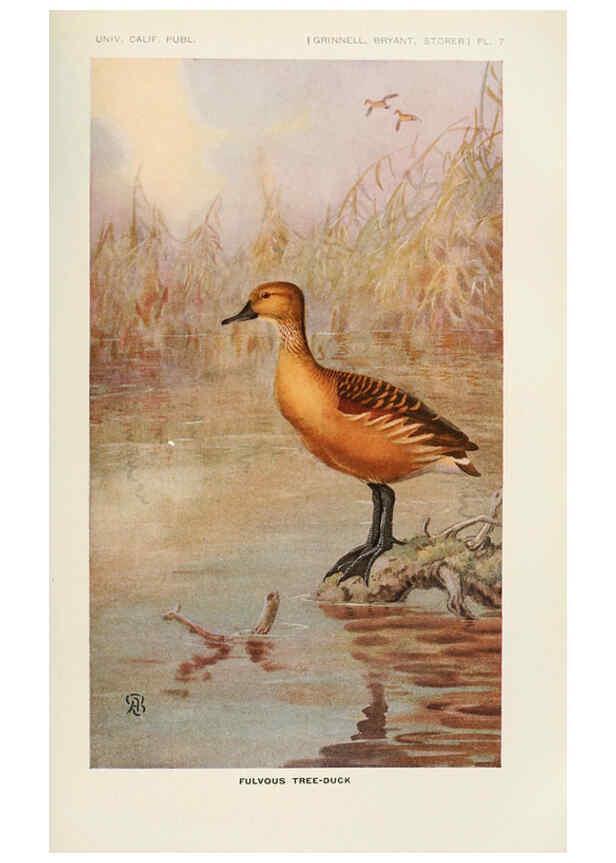 Reproducción/Reproduction 6714572401: The game birds of California Berkeley,University of California Press,1918