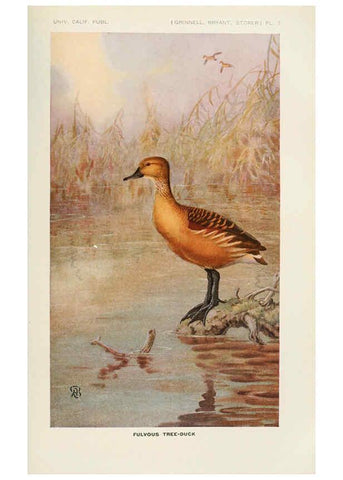 Reproducción/Reproduction 6714572401: The game birds of California Berkeley,University of California Press,1918