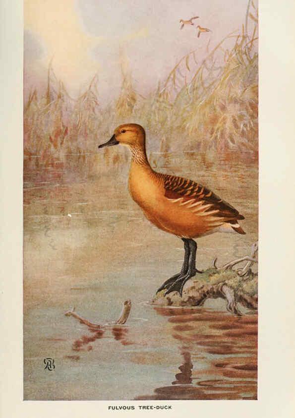 Reproducción/Reproduction 6714572401: The game birds of California Berkeley,University of California Press,1918