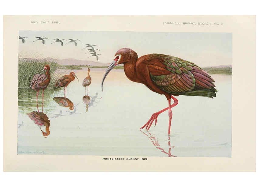 Reproducción/Reproduction 6714572873: The game birds of California Berkeley,University of California Press,1918