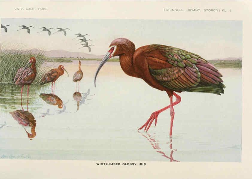 Reproducción/Reproduction 6714572873: The game birds of California Berkeley,University of California Press,1918