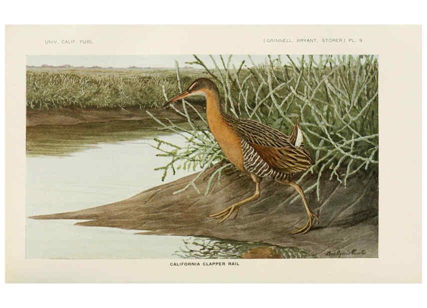 Reproducción/Reproduction 6714573189: The game birds of California Berkeley,University of California Press,1918