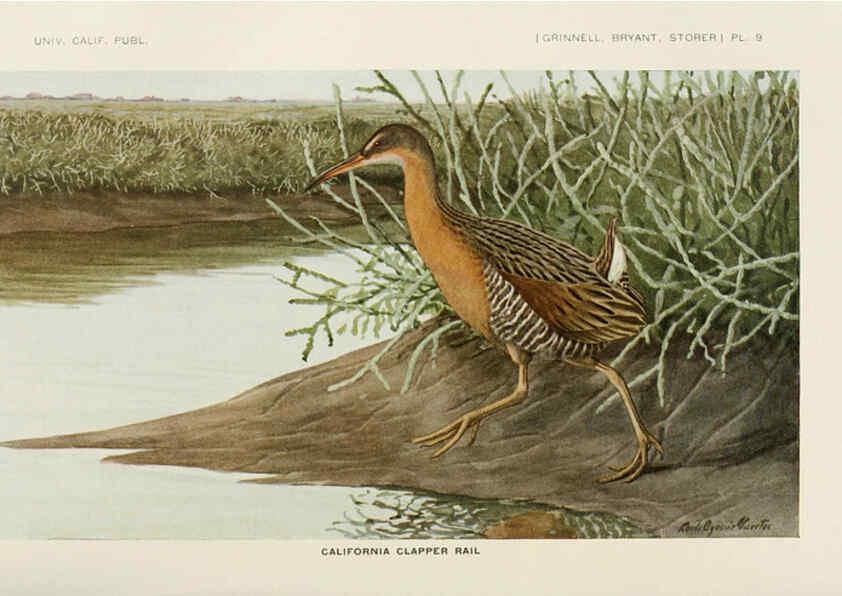 Reproducción/Reproduction 6714573189: The game birds of California Berkeley,University of California Press,1918