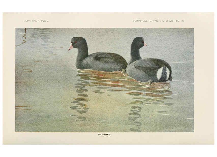 Reproducción/Reproduction 6714573511: The game birds of California Berkeley,University of California Press,1918