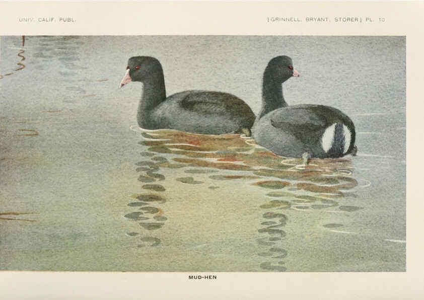 Reproducción/Reproduction 6714573511: The game birds of California Berkeley,University of California Press,1918
