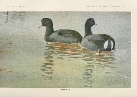 Reproducción/Reproduction 6714573511: The game birds of California Berkeley,University of California Press,1918