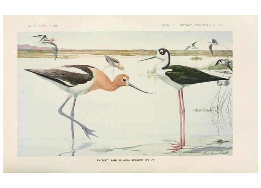 Reproducción/Reproduction 6714573923: The game birds of California Berkeley,University of California Press,1918