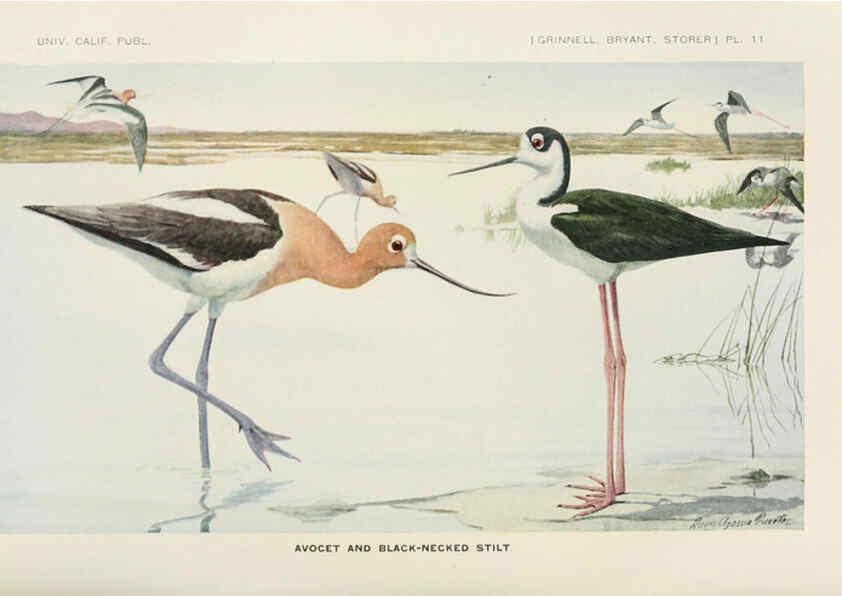 Reproducción/Reproduction 6714573923: The game birds of California Berkeley,University of California Press,1918