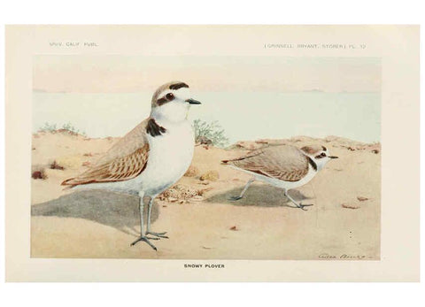 Reproducción/Reproduction 6714574341: The game birds of California Berkeley,University of California Press,1918