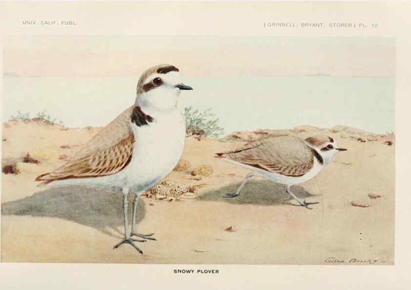 Reproducción/Reproduction 6714574341: The game birds of California Berkeley,University of California Press,1918