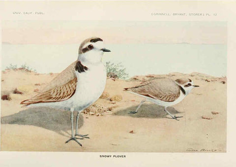 Reproducción/Reproduction 6714574341: The game birds of California Berkeley,University of California Press,1918