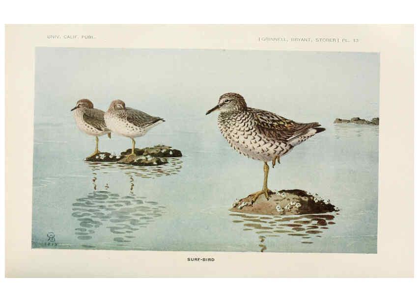 Reproducción/Reproduction 6714574671: The game birds of California Berkeley,University of California Press,1918