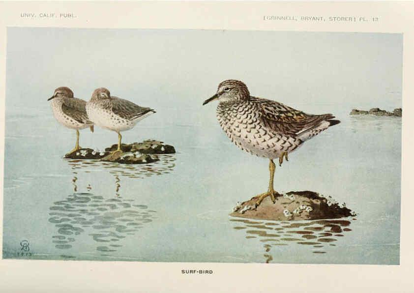 Reproducción/Reproduction 6714574671: The game birds of California Berkeley,University of California Press,1918