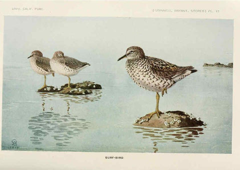 Reproducción/Reproduction 6714574671: The game birds of California Berkeley,University of California Press,1918