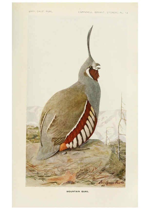 Reproducción/Reproduction 6714574939: The game birds of California Berkeley,University of California Press,1918