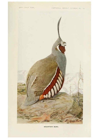 Reproducción/Reproduction 6714574939: The game birds of California Berkeley,University of California Press,1918